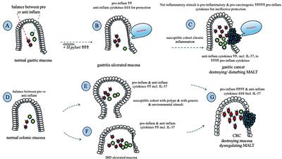 The role of IL-37 in gastrointestinal diseases